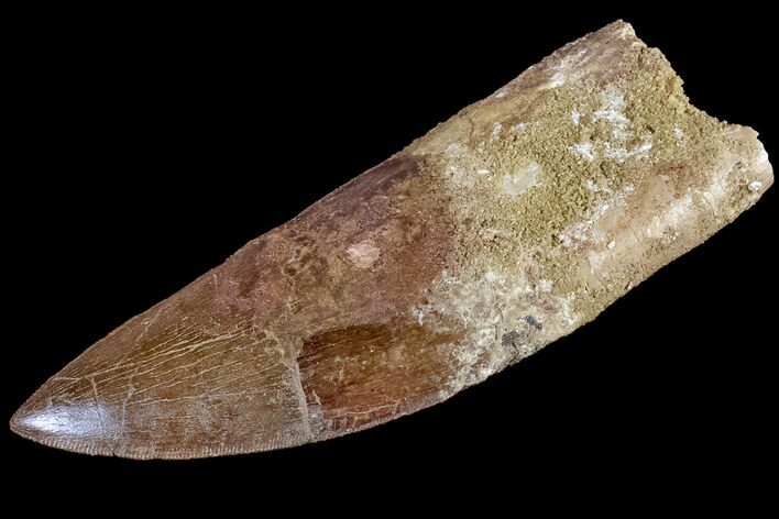 Bargain, Carcharodontosaurus Tooth - Composite Tooth #159493